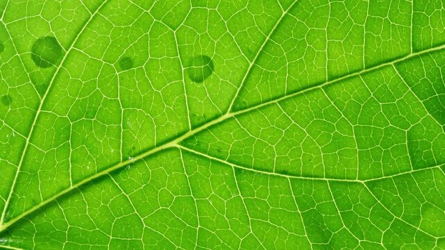 Bright green plant leaf detailed structure natural vein pattern cellular botanical texture biology.