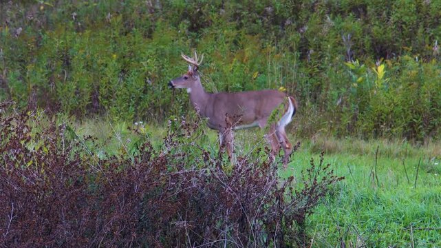 Whitetail buck pauses grazing to scan brushy Wisconsin field edge