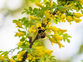 A bee collects nectar on a yellow acacia. Acacia tree branch with green leaves and yellow flowers. © Dmitrii Potashkin