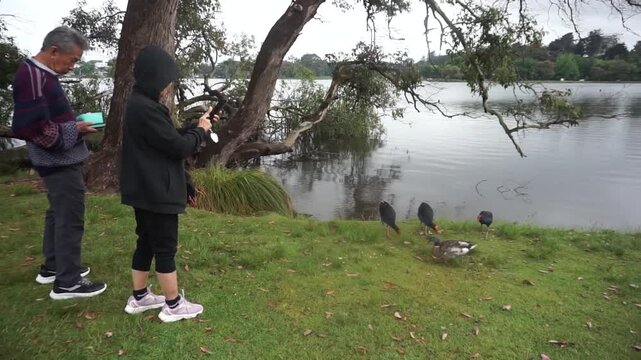 An old lady feeding ducks and Pukeko Birds at Lakeside at Public Park in Hamilton New Zealand.