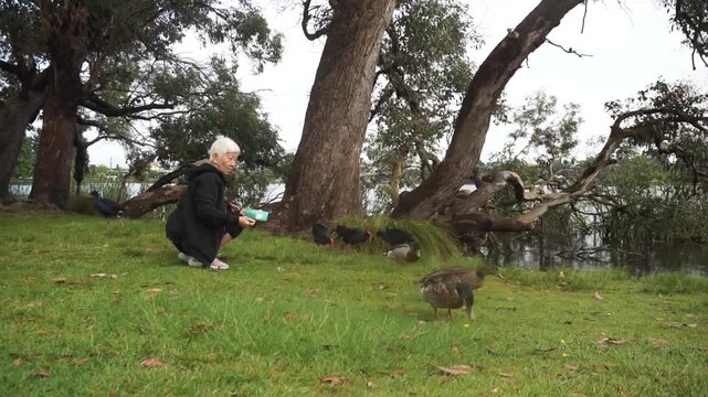 An old lady feeding ducks and Pukeko Birds at Lakeside at Public Park in Hamilton New Zealand.
