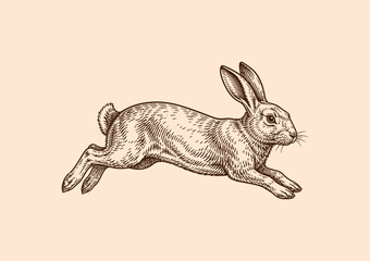 A detailed vintage style ink drawing of a rabbit in mid-jump isolated on a cream background © Monstar Studio