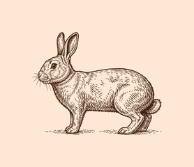 Detailed engraving style illustration of a rabbit standing in profile on a light beige background © Monstar Studio