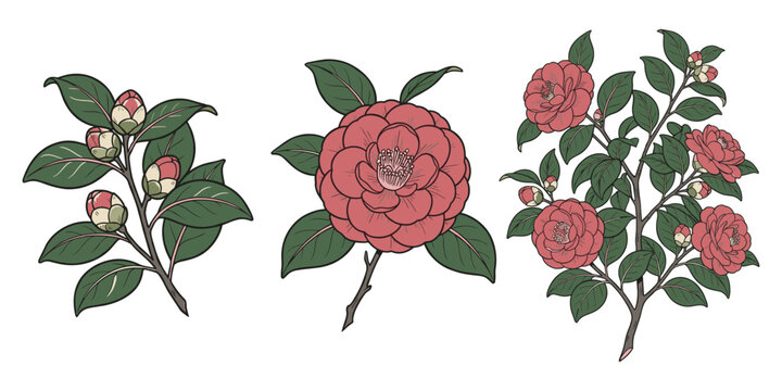 Camellia branches with buds, blossoms, and leaves on transparent background vector.