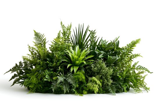 Lush green tropical plant arrangement with ferns and bromeliad isolated on white background