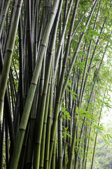 Obraz premium Green bamboo forest at Chengdu Research Base of Giant Panda Breeding