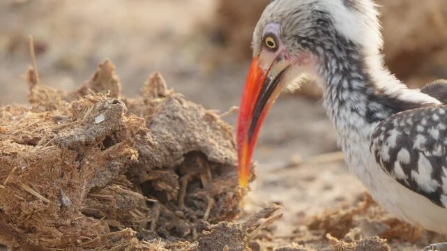 Southern red-billed hornbill probes savanna soil for termites in slow motion, close-up wildlife feeding behavior with orange bill and textured earth background.