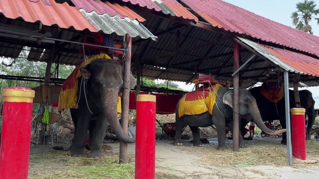 Elephants standing in a traditional shelter in Ayutthaya Thailand with red and yellow decorations