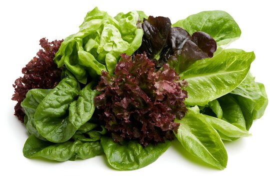 Fresh mixed salad leaves including lettuce, spinach, and radicchio isolated on white background