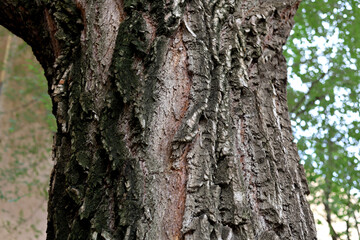 Fototapeta premium Tree trunk with rough dark bark