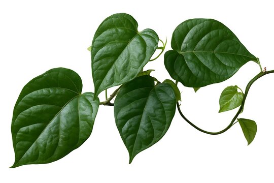 Betel leaves vine isolated on white background