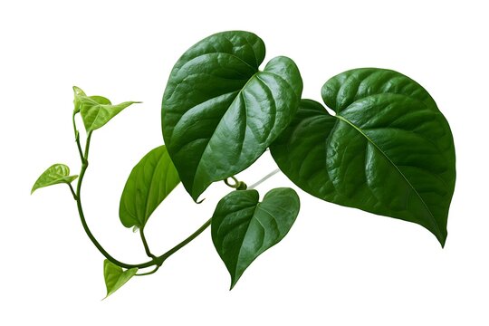 Betel leaves vine isolated on white background