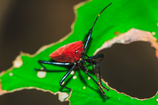 Vibrant red bug resting on a damaged green leaf in the forest