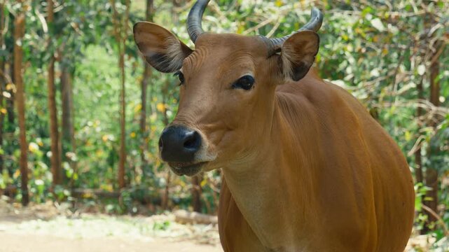 Close-up frontal portrait of a female banteng wild cow with curved horns and golden-brown coat standing against lush forest foliage in a wildlife sanctuary in Chiang Mai, Thailand.