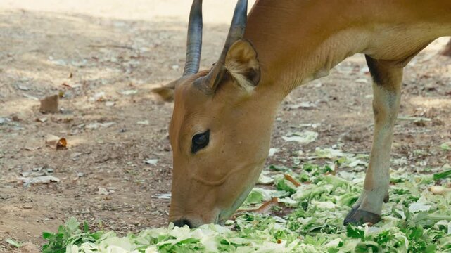 Close-up frontal portrait of a female banteng wild cow with curved horns and golden-brown coat standing against lush forest foliage in a wildlife sanctuary in Chiang Mai, Thailand.