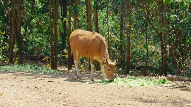 Close-up frontal portrait of a female banteng wild cow with curved horns and golden-brown coat standing against lush forest foliage in a wildlife sanctuary in Chiang Mai, Thailand.
