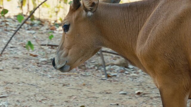 Close-up frontal portrait of a female banteng wild cow with curved horns and golden-brown coat standing against lush forest foliage in a wildlife sanctuary in Chiang Mai, Thailand.