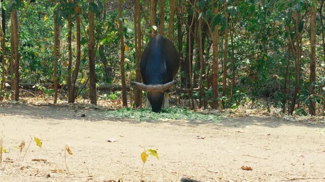 Frontal view of a massive dark brown male gaur bull with large curved horns feeding on green fodder along a dirt track at a wildlife conservation sanctuary in Chiang Mai, Thailand.