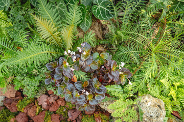 Lush garden vegetation featuring ferns, colorful foliage plants, moss, rocks, and reddish ground cover in a natural outdoor setting. © Nuzul