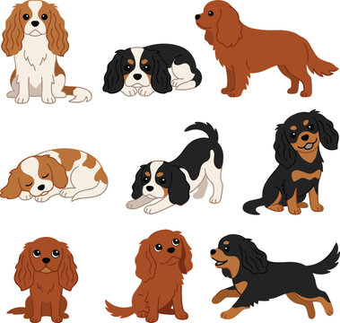 Cute Cavalier King Charles Spaniel Dog Vector Character Set featuring Blenheim, Tricolor, Ruby, and Black and Tan Puppies for Sticker Graphic Designs