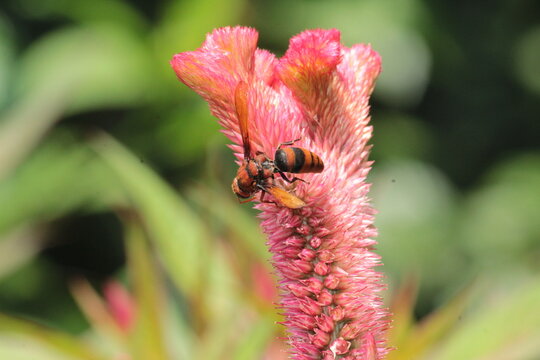 A potter wasp (Rhynchium brunneum) extracting nector from Celosia, cockscomb or wool flowers 