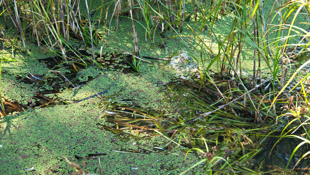 Dense azolla covering wetland water near Lake Mulwala