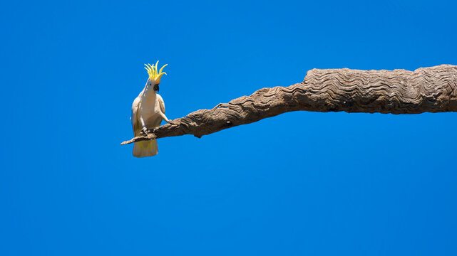 Sulphur crested cockatoo perched alone on bare branch