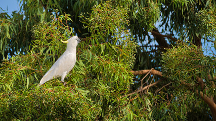 Sulphur crested cockatoo perched among gum tree seedpods © Alistair