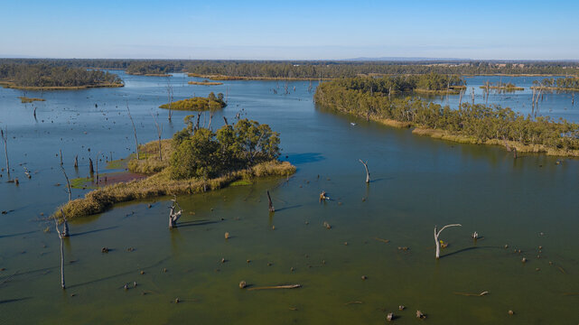 Flooded forest and reed beds across Lake Mulwala