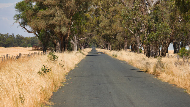 Narrow rural road passing through golden farmland