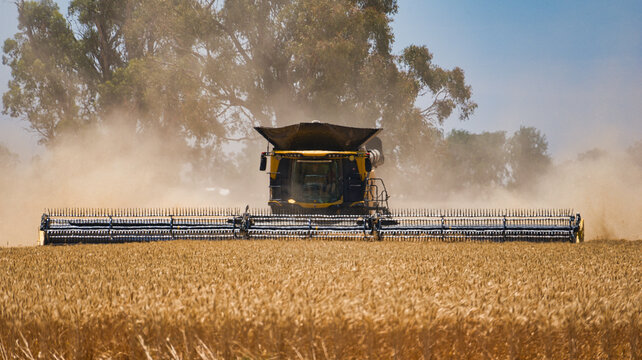 Close view of dusty harvester in golden wheat crop