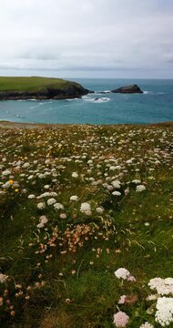 Coastal wildflowers overlook a sandy cove with turquoise water and breaking waves in Cornwall, England, UK. Grassy cliffs beneath a cloudy sky in a vertical handheld shot.