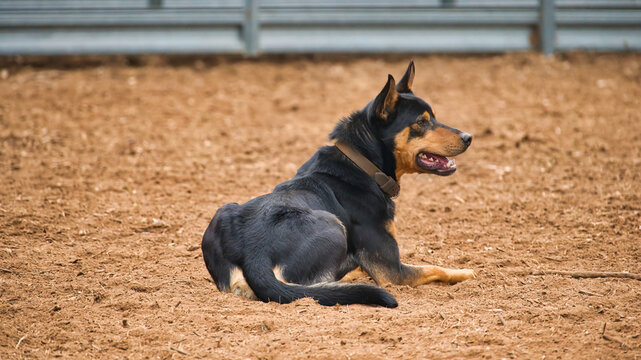 Kelpie resting in livestock arena at Henty