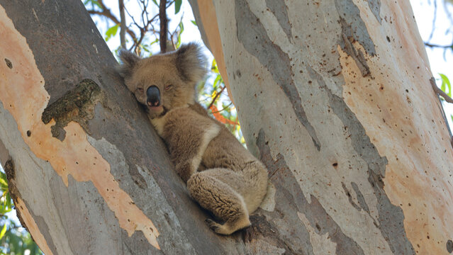 Sleeping koala nestled between smooth gum tree trunks