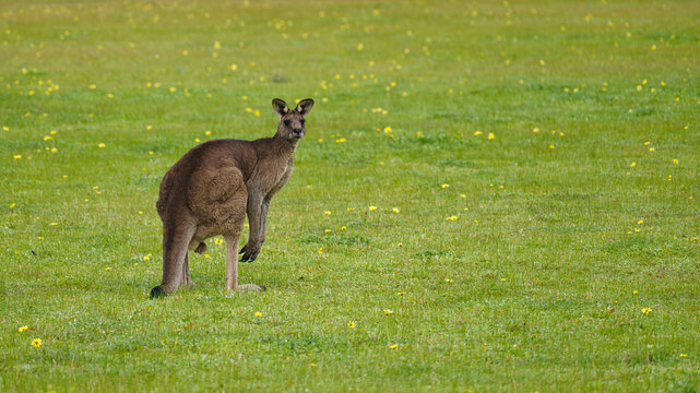 Male eastern grey kangaroo standing in flowering grassland