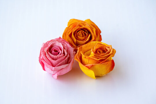 Three vibrant blooming rose heads in pink, deep orange, and bright yellow-orange isolated over white backdrop, romantic floral element.