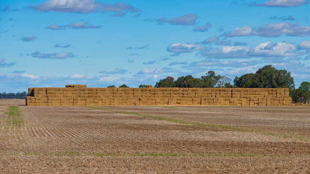 Australian farm paddock with large haystack and trees