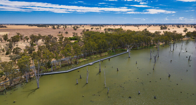 Boardwalk along Lake Mulwala shoreline with flooded trees