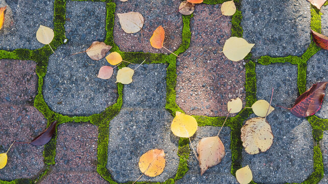 Autumn leaves scattered across moss lined pavers