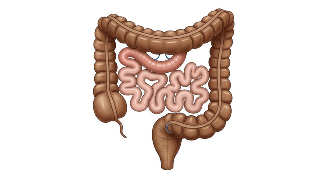 Human large and small intestine isolated on transparent background