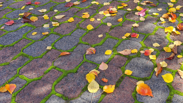 Autumn leaves scattered across moss lined pavers