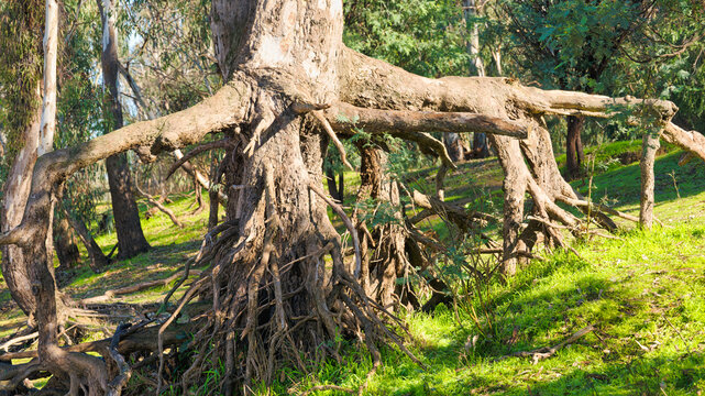 Exposed tree roots spread across Murray River bank