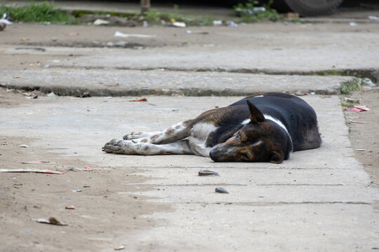 Black and white spotted stray dog sleeping peacefully on a dirty concrete path outdoors.