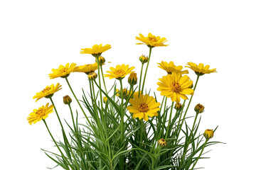 Obraz premium Tall group of yellow daisies with green stems