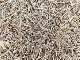 dry grass background © Alifiaarw