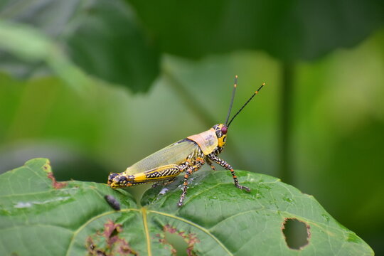 Fancy grasshopper