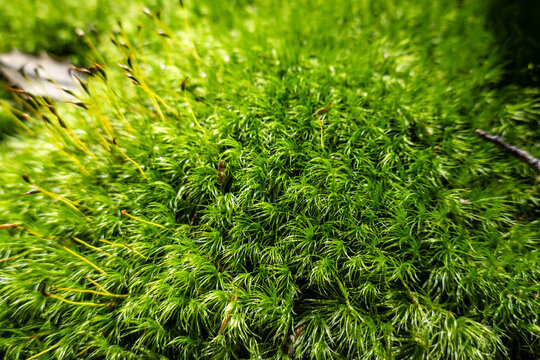 Solomons, Maryland, USA A dense patch of Broom Forkmoss, Dicranum scoparium, or windwept moss, in the forest.