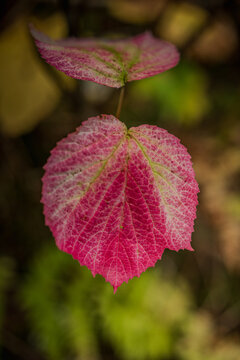 Red and golden autumn leaf colors of Hobblebush Viburnum lantanoides on Two Lakes Park hiking trail in Seward Alaska