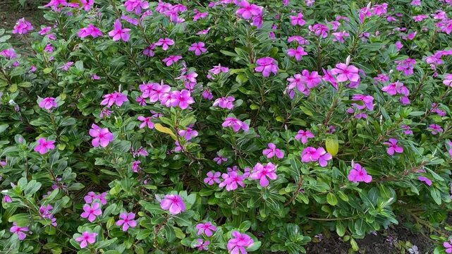 Catharanthus roseus, commonly known as the Madagascar periwinkle, is a major source of life-saving cancer-fighting drugs.
