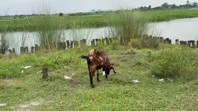 The goat is eating grass.